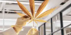 scientist holding yellow cannabis leaf in laboratory with gloves