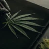 Scientist analyzing a cannabis leaf in a laboratory with glass vials.