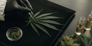 Scientist analyzing a cannabis leaf in a laboratory with glass vials.