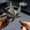 Close-up of a cannabis leaf being sampled for laboratory analysis.