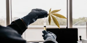 gloved hands holding cannabis leaf and syringe for laboratory analysis