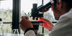 scientist examining a cannabis leaf under a microscope in a bright laboratory