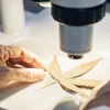 Scientist examining a dried cannabis leaf under a microscope for testing.