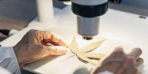 Scientist examining a dried cannabis leaf under a microscope for testing.