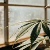 Cannabis leaf with water droplets illuminated by sunlight in a greenhouse.