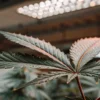 Cannabis leaf with visible water droplets under LED grow lights.