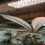 Cannabis leaf with visible water droplets under LED grow lights.