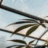 cannabis leaves under greenhouse light with morning dew