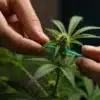 Cannabis-low-stress-training-lst-technique-closeup showing hands bending and securing plant branches.