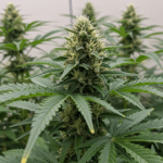 Cannabis mother plant close-up showing strong stems and healthy leaf structure