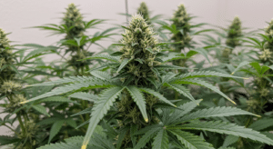Cannabis mother plant close-up showing strong stems and healthy leaf structure