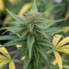 Cannabis mother plant selection showing healthy structure and vibrant green leaves for cloning