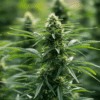 Cannabis plant flowering top cola with stacked buds, white pistils, and visible trichomes