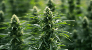 Cannabis plant flowering top cola with stacked buds, white pistils, and visible trichomes