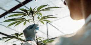 Scientist holding a young cannabis plant under sunlight inside a greenhouse.