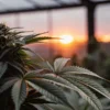 Cannabis plant with flowering bud in greenhouse at sunset.