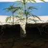 Cannabis plant growing in a soil cross-section under blue and white greenhouse cover.
