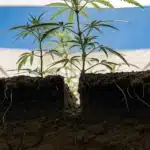 Cannabis plant growing in a soil cross-section under blue and white greenhouse cover.