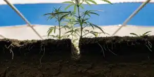 Cannabis plant growing in a soil cross-section under blue and white greenhouse cover.