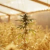 Cannabis plant growing in a sunlit greenhouse with golden light.