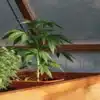 Cannabis plant growing in a wooden greenhouse planter box.