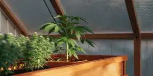 Cannabis plant growing in a wooden greenhouse planter box.