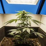 Single cannabis plant growing indoors under LED light in a controlled environment.