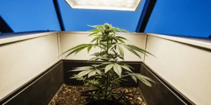 Single cannabis plant growing indoors under LED light in a controlled environment.