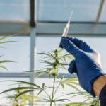 gloved hand injecting cannabis plant in laboratory for research