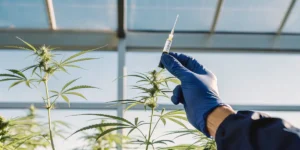 gloved hand injecting cannabis plant in laboratory for research