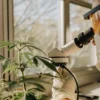 scientist examining cannabis plant under microscope in laboratory