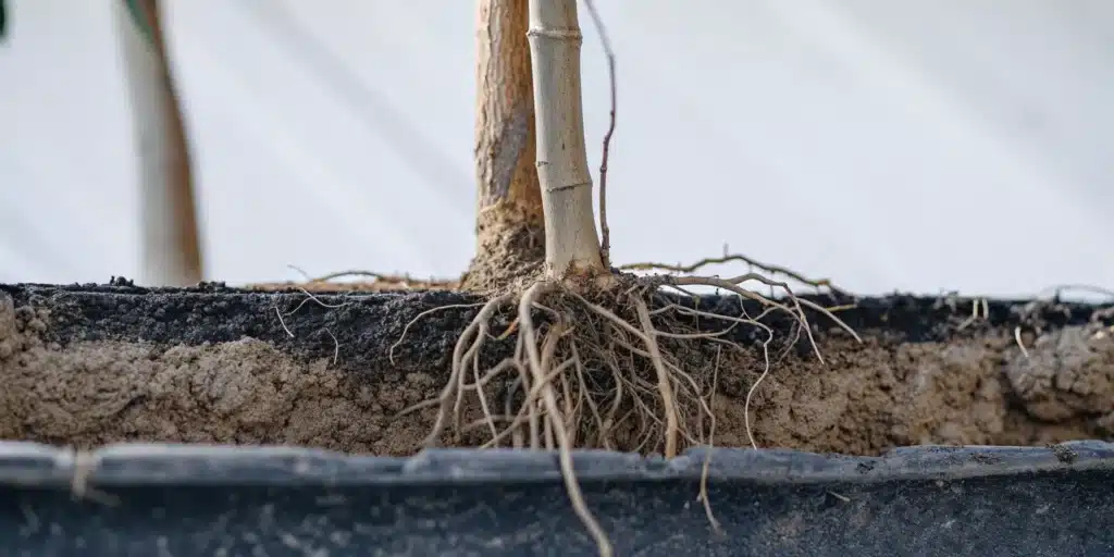 Cannabis plant root system growing in rich, fertile soil.