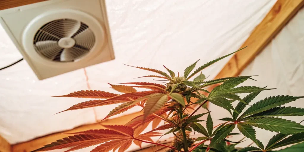 Cannabis plant under a ventilation fan with LED grow lighting.