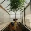 Cannabis plant with exposed roots inside a greenhouse.