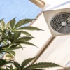 Cannabis plant growing under a greenhouse ventilation system.