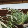 Cannabis plants growing in pots under a shaded outdoor setup.