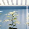Cannabis plants growing in pots under fluorescent white grow lights.