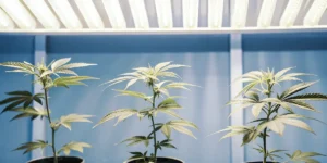 Cannabis plants growing in pots under fluorescent white grow lights.