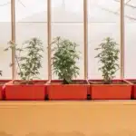 Cannabis plants in red pots growing in a greenhouse under natural sunlight.