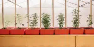 Cannabis plants in red pots growing in a greenhouse under natural sunlight.