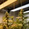 Cannabis-plants-under-hanging-led-lights with tall buds illuminated by warm and cool LEDs.
