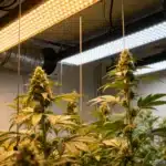 Cannabis-plants-under-hanging-led-lights with tall buds illuminated by warm and cool LEDs.