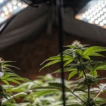 Cannabis plants with buds growing under bright LED grow lights indoors.