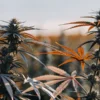 Close-up of outdoor cannabis plants with orange-tinted leaves and frosty buds under natural sunlight.