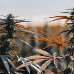 Close-up of outdoor cannabis plants with orange-tinted leaves and frosty buds under natural sunlight.