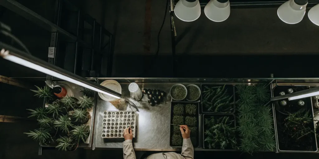 top view of a cannabis research lab with seedlings and lab tools