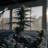 cannabis plant in laboratory with scientist conducting analysis under sunlight