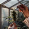 scientist examining cannabis flower trichomes with a magnifying tool in greenhouse