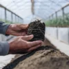 Close-up of a grower inspecting cannabis roots and soil in a greenhouse.