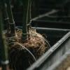 Close-up of cannabis roots connected to a hydroponic irrigation system inside black growing containers.
